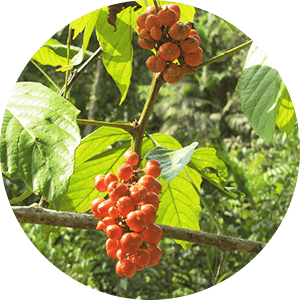 Cafeína de la planta de guaraná